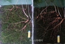 속리산과 지리산에서 110년근, 100년근 천종산삼발견