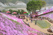 산청 생초 꽃잔디 축제 성황…7만 9000여 명 방문