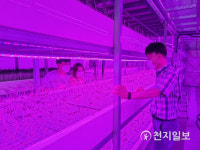 농업회사법인황금새싹인삼농장유한회사 | 정읍시, 특색농업 '새싹 인삼' 시범사업 추진