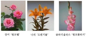 정애꽃묘종 | 농진청, 소비자가 원하는 다양한 꽃 신품종 개발