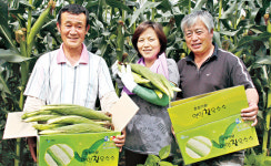 가평 ‘연인찰옥수수’ 새 소득원으로 각광