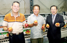삼칠농협용성지점하나로마트 | 용성농협, 천도복숭아 유통 ‘박차’