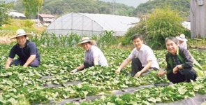 조합 직원들이 4년째 텃밭농사