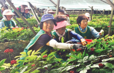 보은농협중앙지점자판기 | 보은농협 내북지점 고향주부…인삼농가 일손돕기 ‘구슬땀’