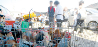 충무동 골목시장 상인회 자율 방역단 | 곳곳에 ‘방역 구멍’…소규모 농가·상인·전통시장도 관리를