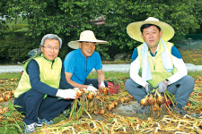 농협 상호금융 - 전북농협, 양파 수확 ‘구슬땀’