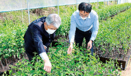 사과나무800사과당예산점 | 예산능금농협, ‘사과묘목 포트’ 생산 주목