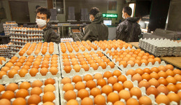 야시대 팜 계란 직판장 | 달걀 공판장, 기준가격 결정 합리화 기대…전국 대표성 확보 과제