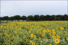 제주 조천 렛츠런팜에 1만5000㎡ 해바라기 활짝