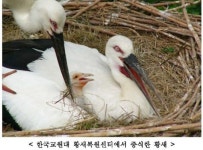 천연기념물 ‘황새’ 60마리, 예산황새공원 이전