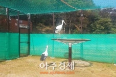 충남 예산군, 대술 궐곡, 봉산 옥전 단계적 방사장에 황새 보금자리 마련