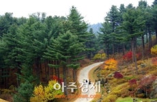 삼청나무병원앤조경 | 경기도 공립나무병원, 산림병해충 및 생활권 수목 관리 교육