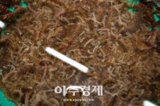 울릉분식;세정홍삼 | 울릉군, 자체 생산한 어린홍해삼 5만미 방류…7000만 원 예산절감