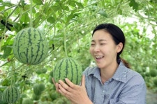 롯데슈퍼포천일동점일반 | 롯데슈퍼, 사과처럼 깎아 먹는 1인용 수박 '애플수박' 출시