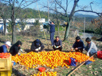 이서면 신촌리 485 | 도청 문예과, 청도 신촌리 감 재배 농가 일손돕기