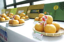 상주 배 맛 '전국서 인증'