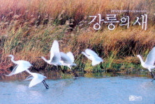 "철새도래지 조류 한눈에 보아요"