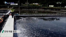 태안 갯벌 염전···소금꽃 활짝