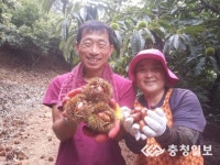 충주 밤 수확 한창, '지구네 밤 농원' 김경일씨 부부
