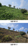 진천농약할인마트 | 진천군, 친환경 약제 활용 10ha 넝쿨 제거