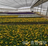 ((주)부여보령원목조경) | 보령시, 봄꽃 35만 본 식재... 도심 전역에 봄빛 더한다