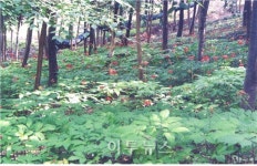 강원산삼산림농업중앙회 | 강원도, 내달 말까지 산양삼 재배 의무신고기간