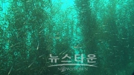거문도수협지정중매인33호 | 거문도 해역에 무성한 해조류숲이 조성되다