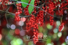 인제명품사과.오미자농원 | 인제 명품 오미자 전국 출하