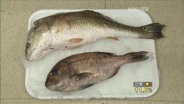 수산물 원산지 1시간내 식별 가능 기계 개발