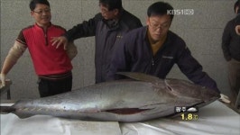 브이아이피참치도매유통(주) | 국내서도 냉장 참치 본격 유통 시작
