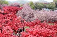 ‘전주의 봄’ 완산공원 꽃동산에서