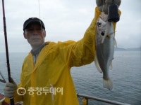 "보령서 백조기 낚아 보세요"