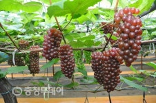 인제동신토불이건강원 | 우리몸 건강하게 지켜주는 신토불이 지역 농산물