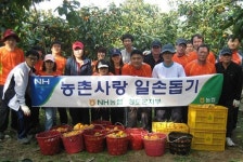 이서면 고철리 761-1 마을체육시설 | 농협청도군지부, 이서면 고철리서 감수확 일손돕기