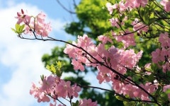 개화만발II | 소백산 야생화 만발… 개화 열흘 빨라