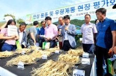 우리인삼약초사 | 우리나라 명품 인삼 품종 총출동