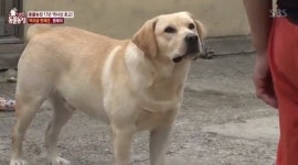 행복이음경 | 행복이, 천재犬 50가지 물건 파악
