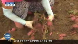 지리산구초가집수퍼 | 지리산 밤고구마 팔아 30억 농가 소득
