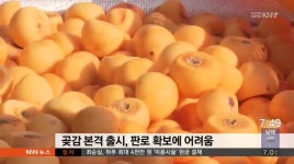지리산구초가집수퍼 | '지리산 곶감' 수출로 활로 모색