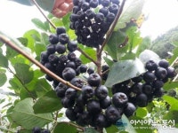 노령화 시대,노후대책 수입모델 건강마을 '아로니아 농장' 부동산 투자자들 관심집중.