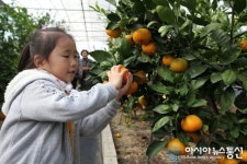 "중서북부 당진에서 귤 딸 수 있어요"