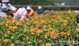 경남통영지역자활센터통영가온누비사업단 | 산청군 대장암 치료 효과 홍화꽃 수확 한창