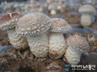전재득환경교육연구소 | 충북산림환경연구소, 24일 표고버섯 재배 교육