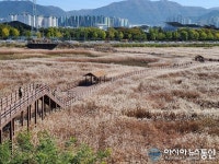 대구 대명유수지..은빛 억새 절경