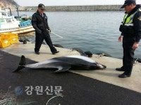 동해해경, 강릉 안인항 해상 돌고래 혼획