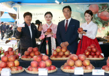 명품 밀양얼음골사과 부산시민 만나러 갑니다