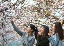 이서면 신촌리 485 | 복사꽃 여신