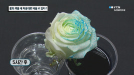 꽃의 색을 내 마음대로 바꿀 수 있다?