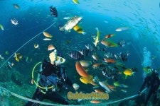 세계스킨스쿠버연맹남해지부 | SCUBA DIVING|동해로 갈까 서해로 갈까 남해로 갈까
