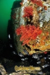 세계스킨스쿠버연맹남해지부 | SCUBA DIVING|동해로 갈까 서해로 갈까 남해로 갈까
